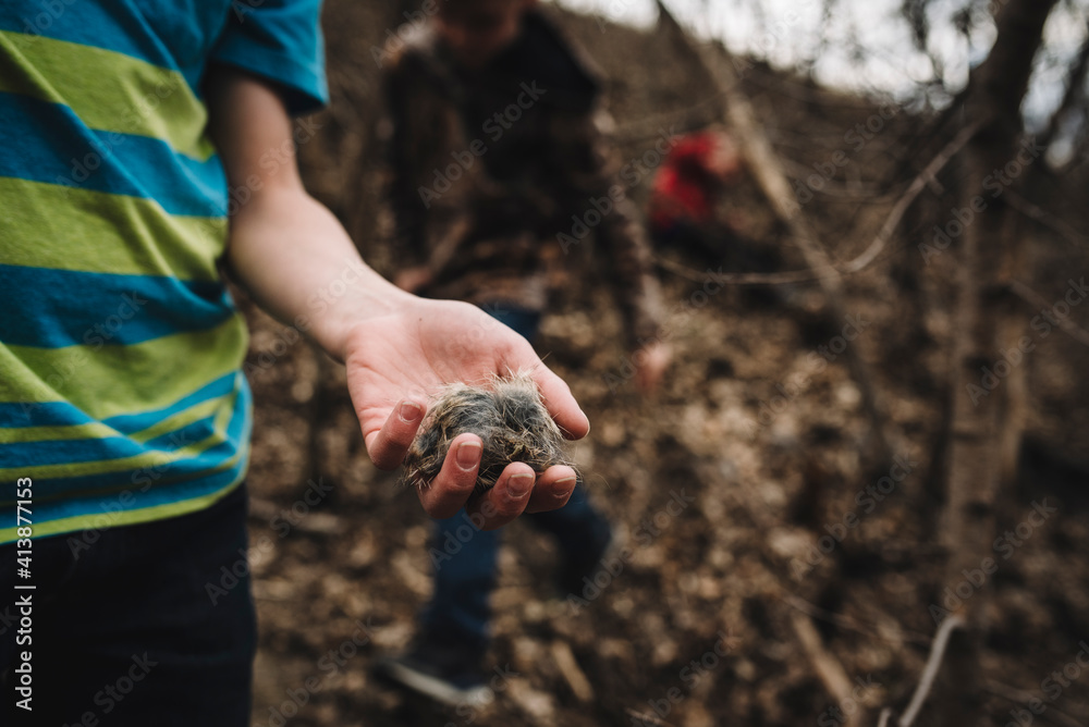 Boy hand holding wild animal hair in woods Boy hand holding wild animal hair in woods