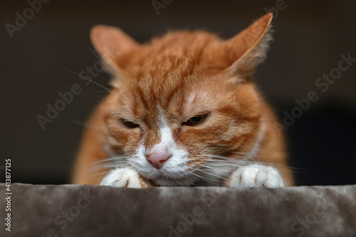 Wallpaper Mural Portrait of a red & white cat on a fur blanket in the studio. Torontodigital.ca