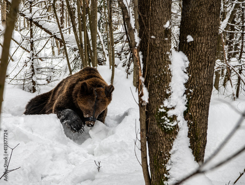young brown bear in a snowy forest close up © константин константи