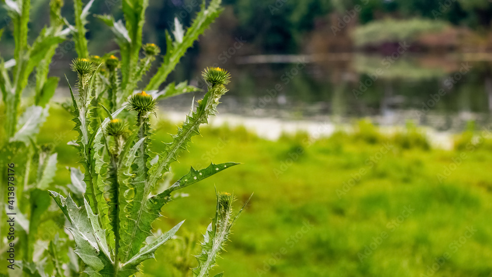 Thistle thickets on the river bank, thistle - a medicinal plant Thistle thickets on the river bank, thistle - a medicinal plant