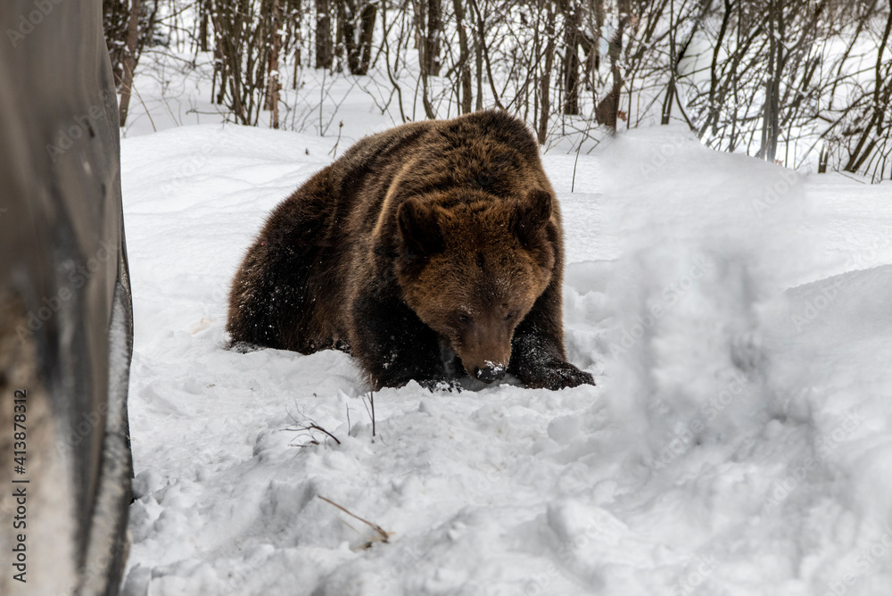 young brown bear in a snowy forest close up