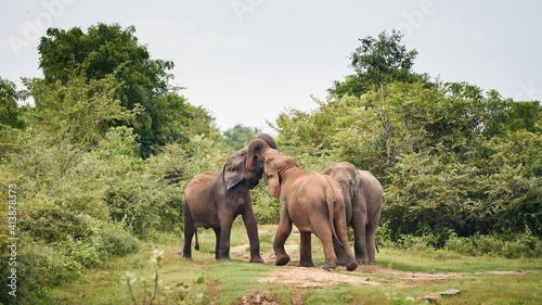 Three elephant in the wild against green landscape. Wildlife animals in Sri Lanka.