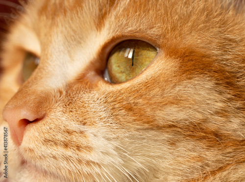 Cat's yellow eye close-up, macro