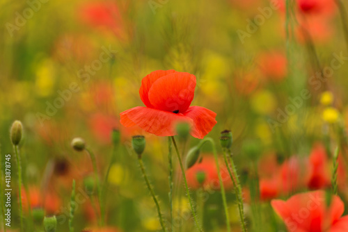 Beautiful red poppies on a summer field. Opium flowers, wild field. Summer background.