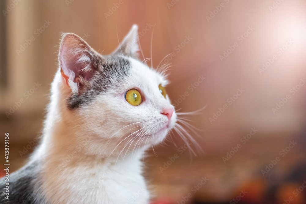 White spotted cat in the room looking up