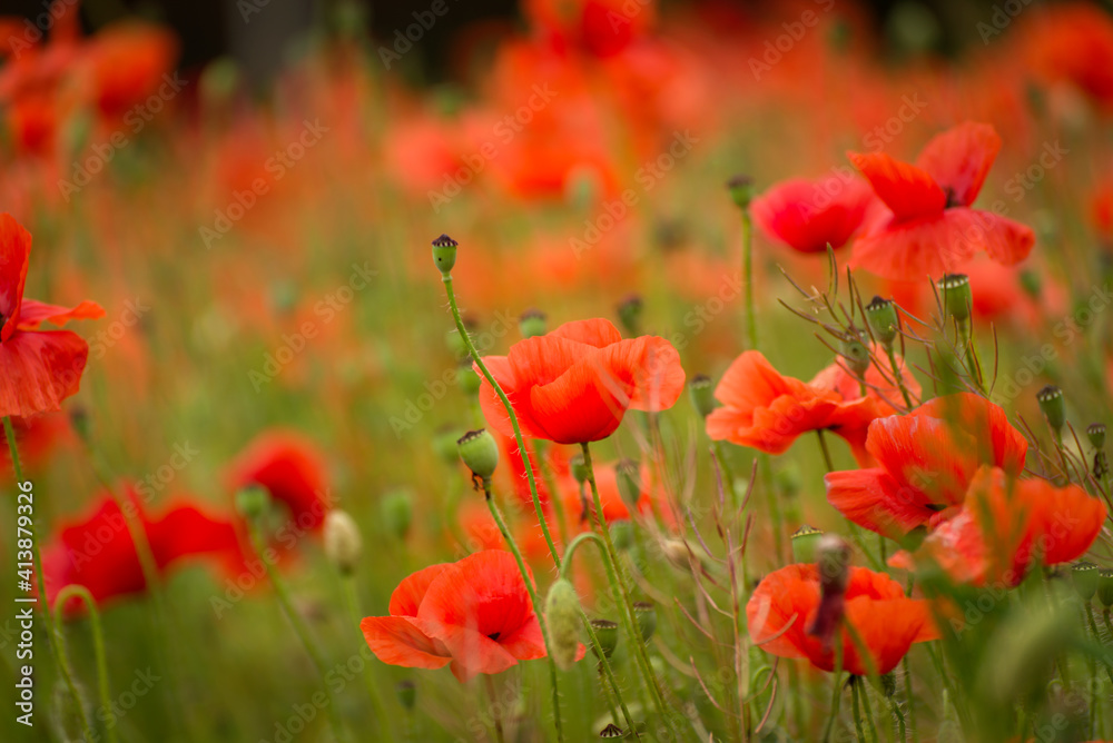 Beautiful red poppies on a summer field. Opium flowers, wild field. Summer background.