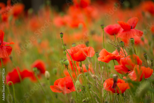 Beautiful red poppies on a summer field. Opium flowers, wild field. Summer background. © Hanna Aibetova