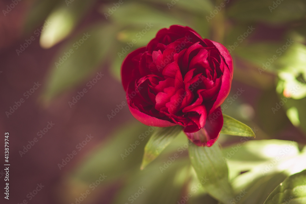Fototapeta premium beautiful red rose