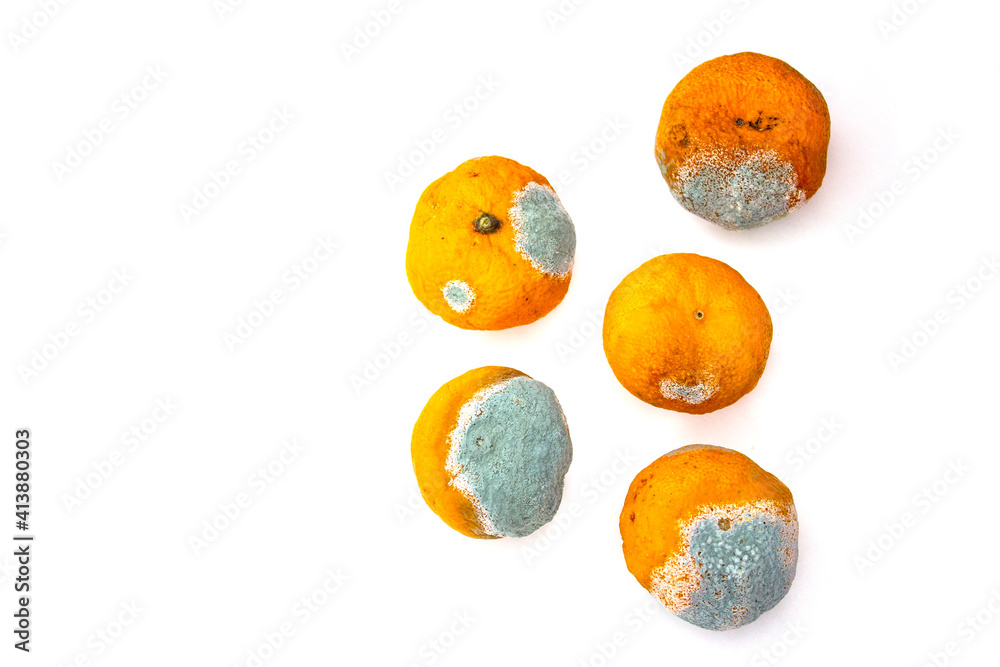 Overripe tangerines. Covered with mold, fungus. Rotting citrus fruits on a white background. The process of spoiling the fruit. Rotten tangerine.