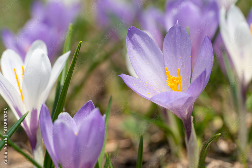 Close-up of Crocus during spring bloom, Juf, Graubunden, Switzerland Close-up of Crocus during spring bloom, Juf, Graubunden, Switzerland