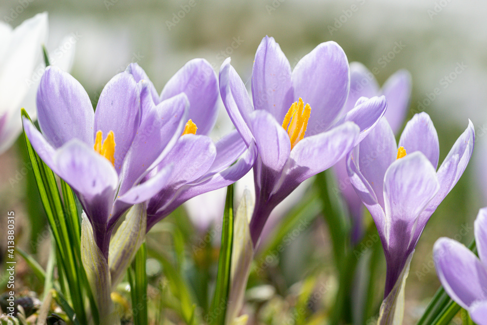 Close-up of Crocus flowers in bloom, Juf, Graubunden, Switzerland Close-up of Crocus flowers in bloom, Juf, Graubunden, Switzerland
