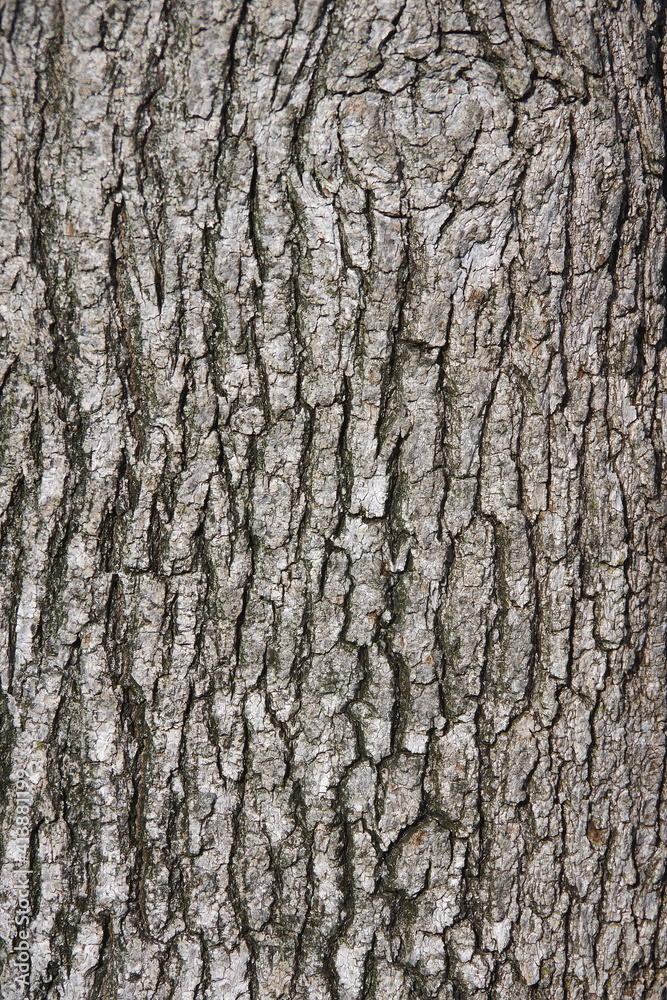 Close-up full frame view of the bark of an evergreen pear blossom tree Close-up full frame view of the bark of an evergreen pear blossom tree