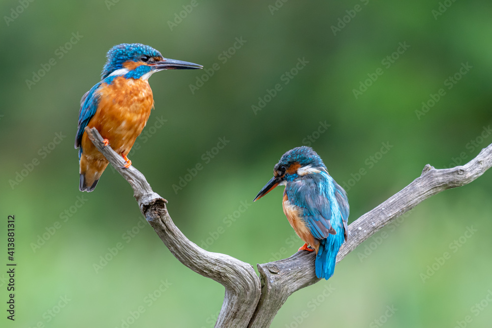 Obraz premium A pair of kingfishers (Alcedo atthis)