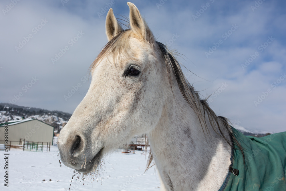 Horse standing in snowy field with barn in background Horse standing in snowy field with barn in background