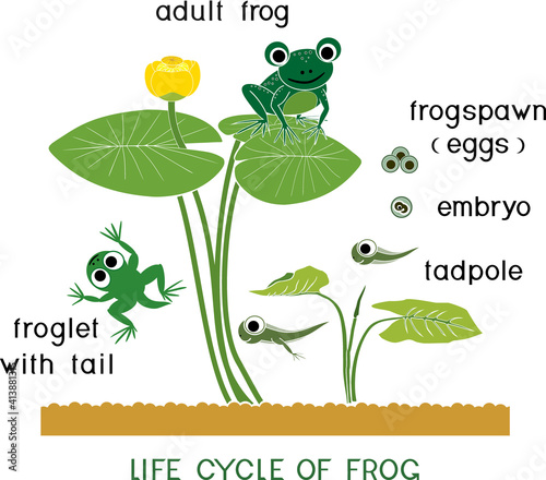 Frog life cycle. Sequence of stages of development of cartoon frog from frogspawn to adult animal isolated on white background