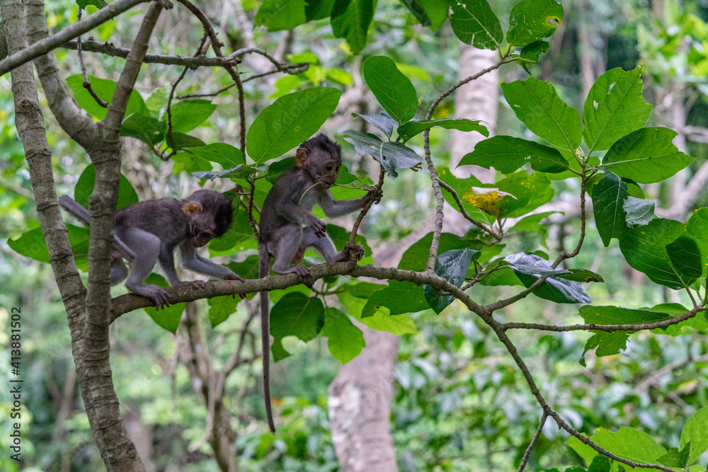 Baby monkeys ready for the next adventure Baby monkeys ready for the next adventure