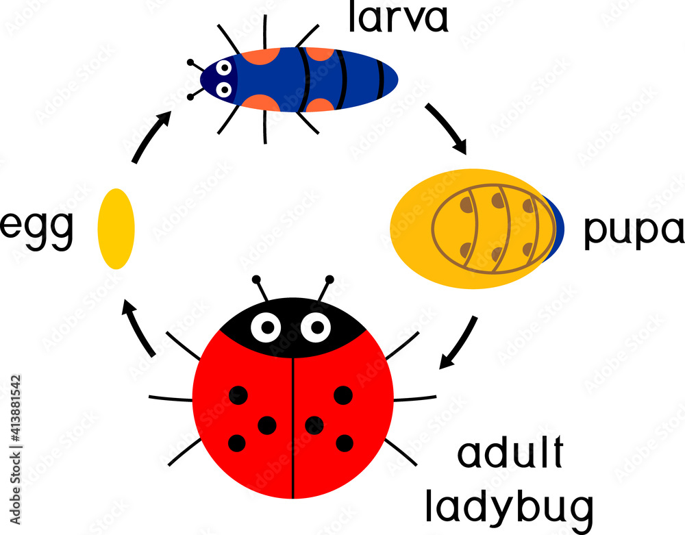 Life cycle of ladybug. Sequence of stages of development of cartoon ...