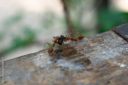 Red ants bite their prey close-up picture