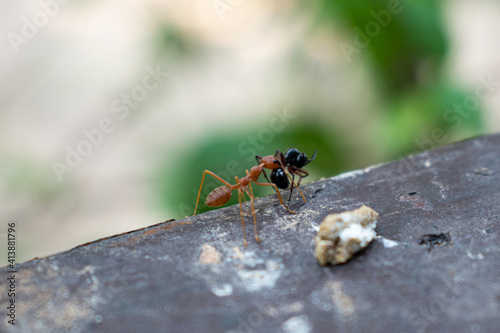  Red ants bite their prey close-up picture © Igunt