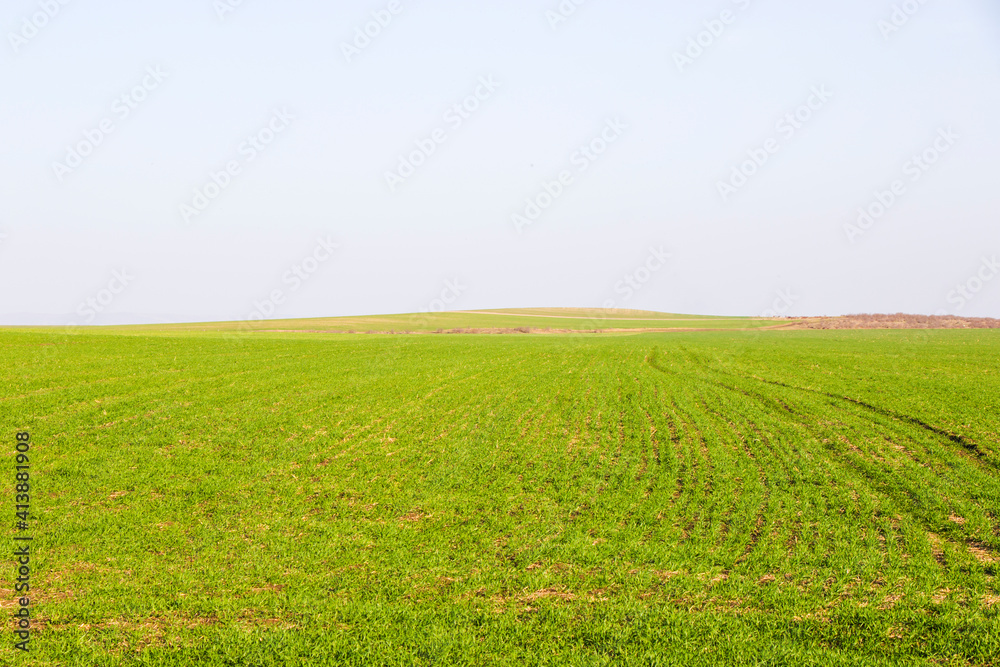 Green field and grass background, green color
