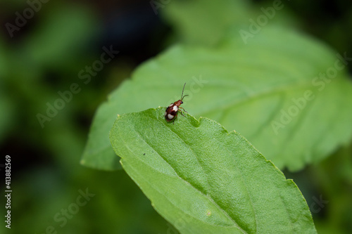 Macro photo of two orange ladybugs on a green leaf. Selective focus. © Igunt
