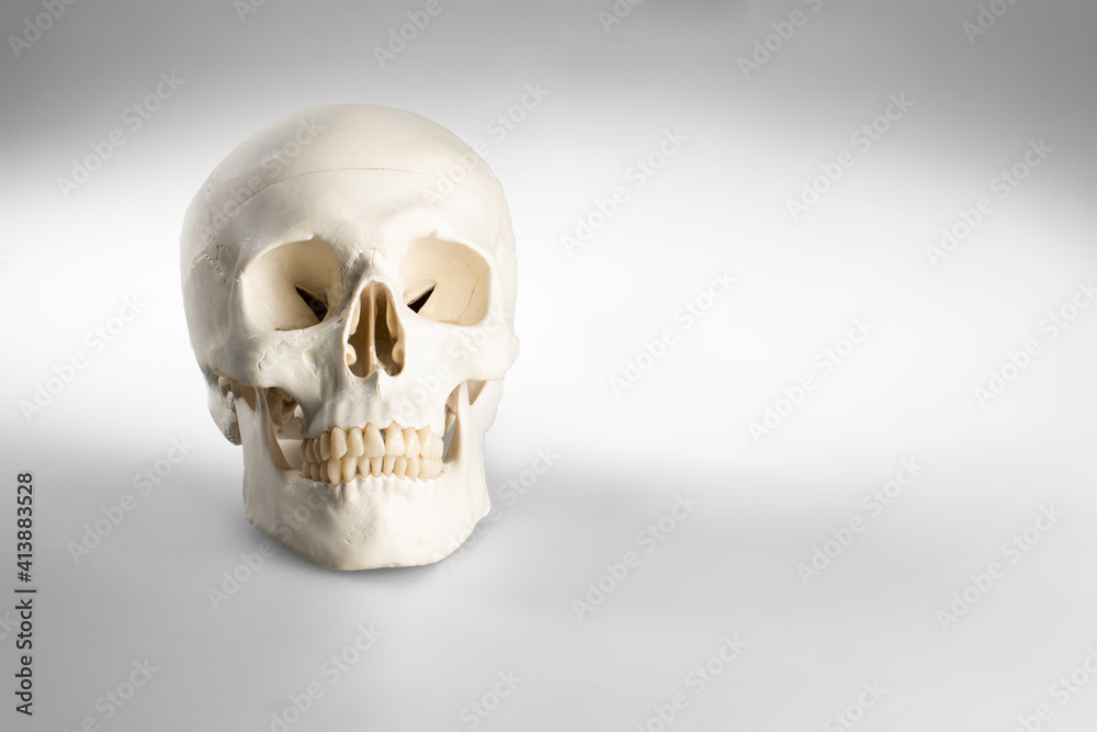 Human anatomical elements represented in the skull of white mold Stock