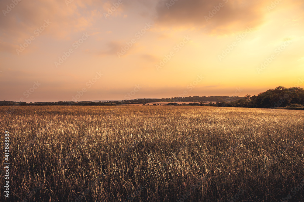 golden hour sunset over fields of wheat gloucestershire golden hour sunset over fields of wheat gloucestershire