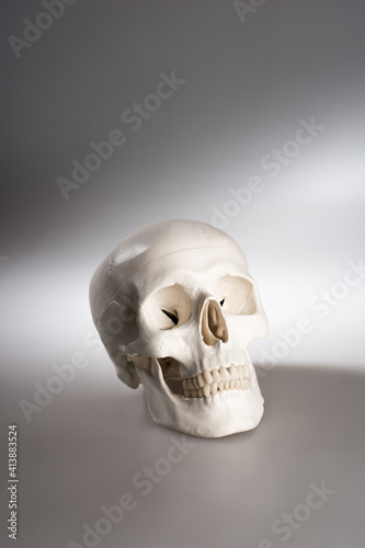 Human skull mold on illuminated studio background