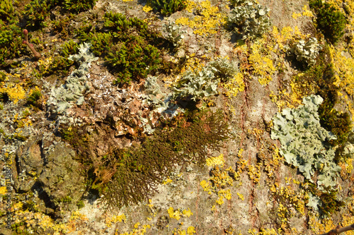 Lichen sur un tronc d'arbre © graphlight