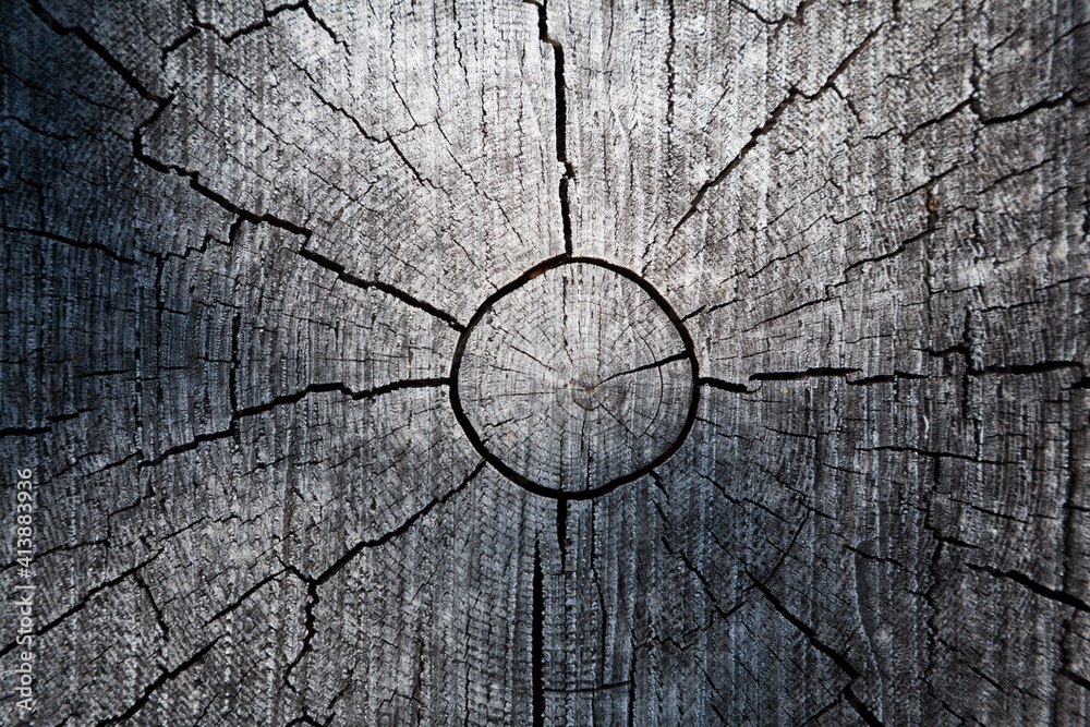 Cut wood log with cracks and tree rings