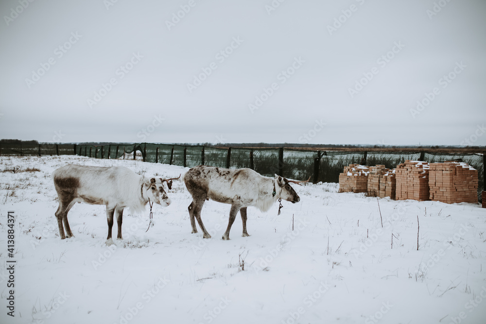 Naklejka premium sheep in snow