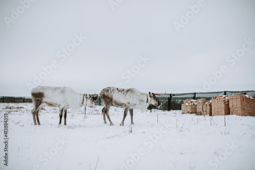 Deer in the snow