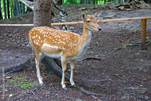 Fallow deer, female (doe)