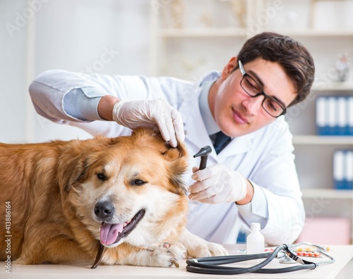 Doctor examining golden retriever dog in vet clinic © Elnur