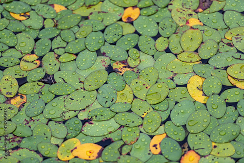 pond leafs