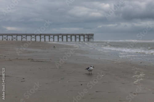 birds in front of the pier at the beach