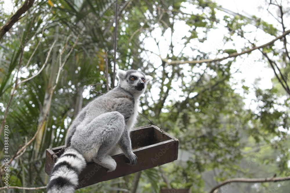 Obraz premium lemur on tree