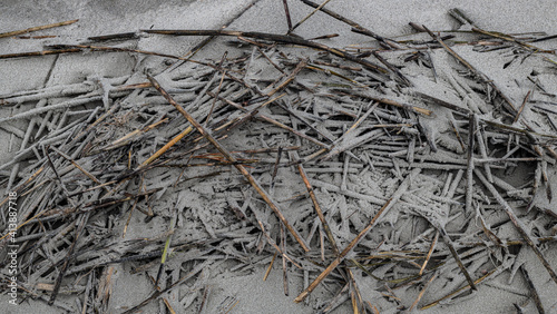 sand coated branches