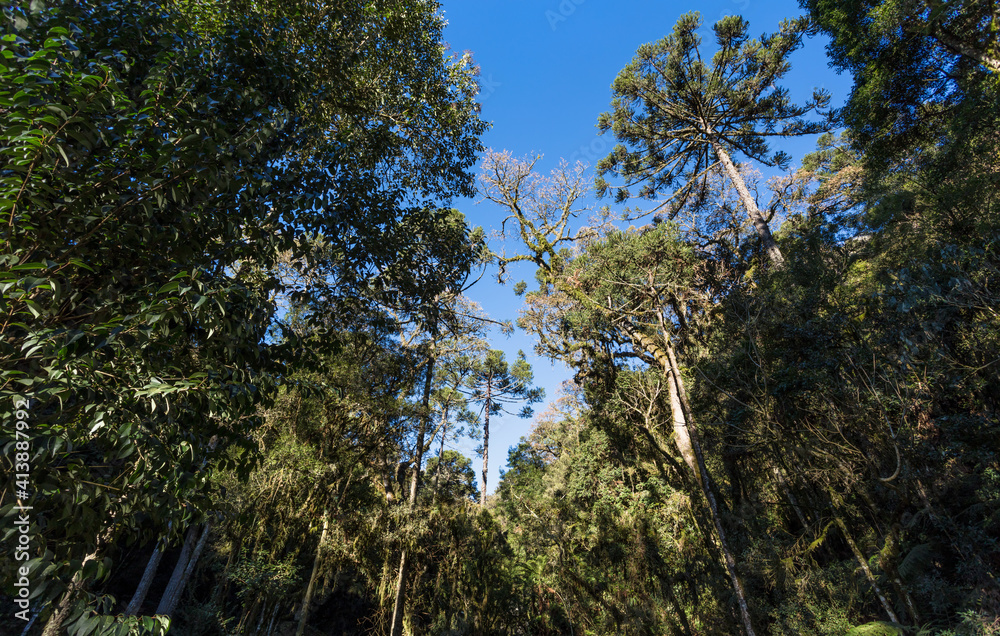 Fototapeta premium Floresta e céu azul
