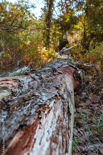 Macro Tree Path of wood and Bark Texture