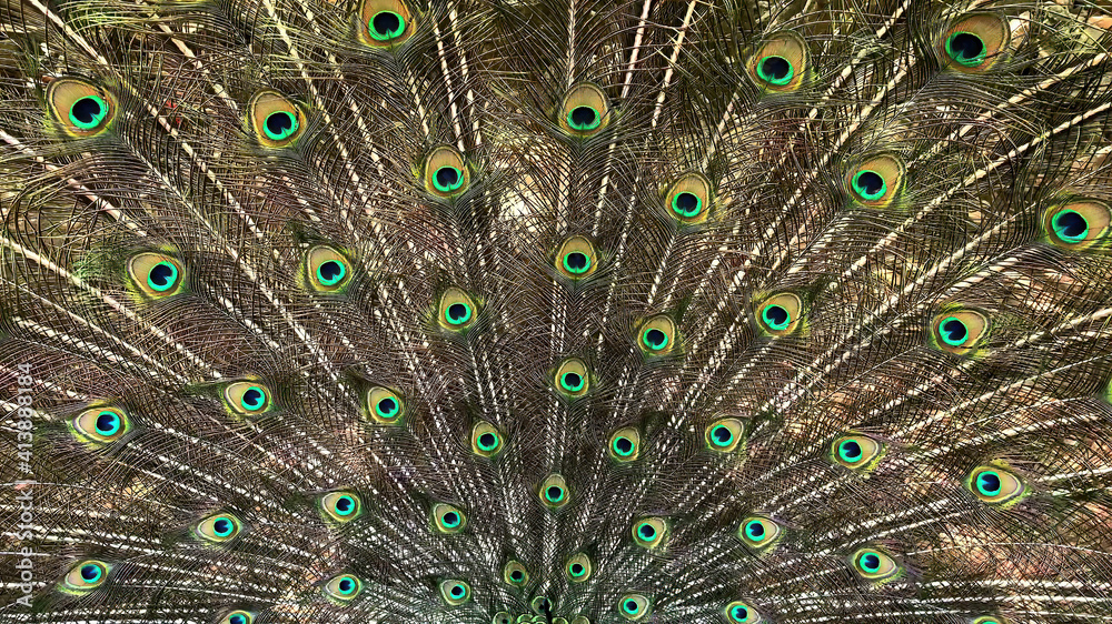 Fototapeta premium Male peacock tail, which has very long feathers that have eye-like markings
