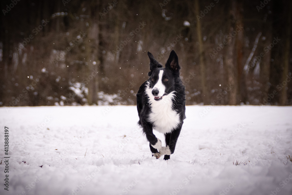 Border collie is running in snow. he is so happy outside. Dogs in snow is nice view