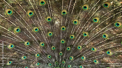 Male peacock tail, which has very long feathers that have eye-like markings