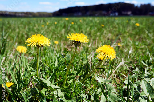 yellow dandelions on a green field in spring