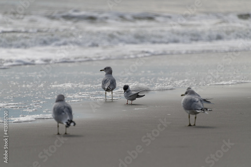 seagulls feeding at the beach