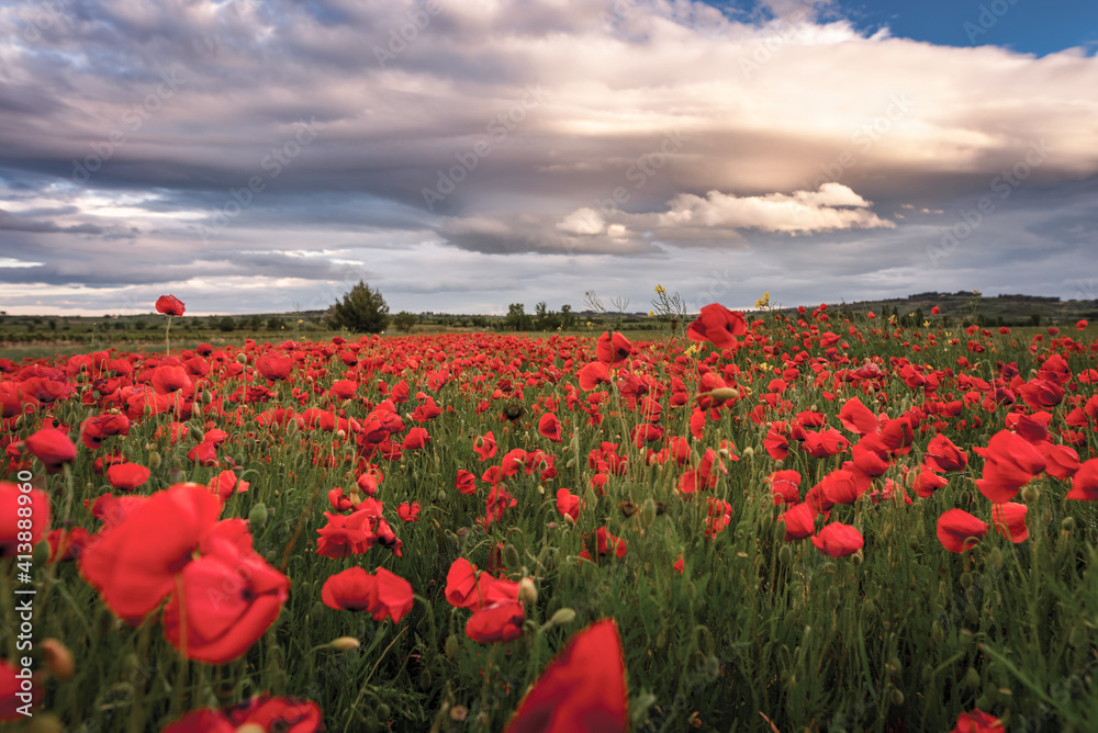 Field of poppies in south of France Mediterranean sky Field of poppies in south of France Mediterranean sky