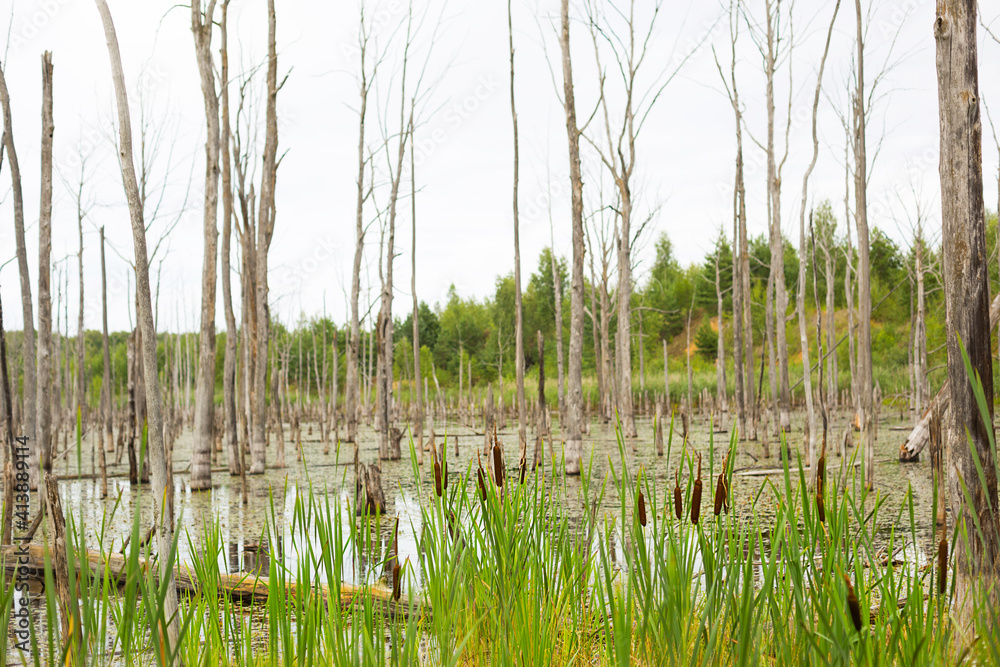 Obraz premium A swamp with dry dead trees, logs, and flowering cattails. Natural background