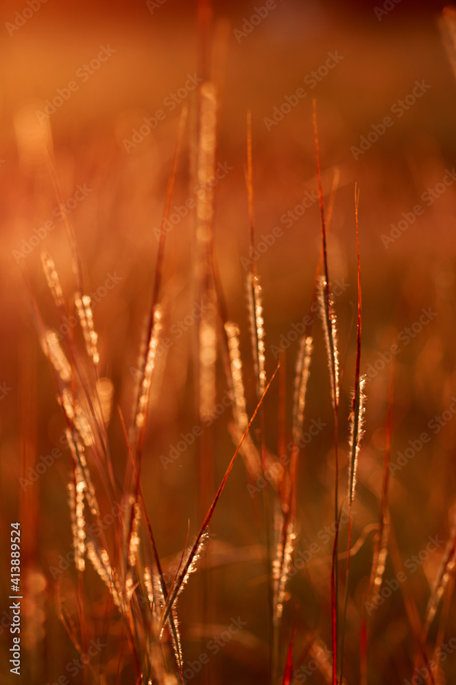 The golden sunlight on the meadow The golden sunlight on the meadow