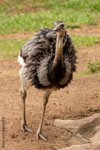 Beautiful Ema or Greater Rhea (Rhea americana) photo