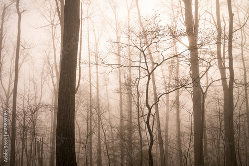 Peaceful woods of Smoky mountain in early morning fog